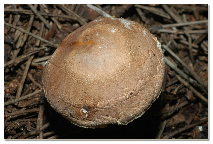 I funghi della Pineta di Procoio