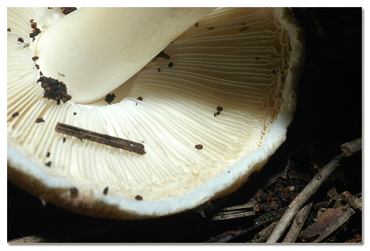 I funghi della Pineta di Procoio