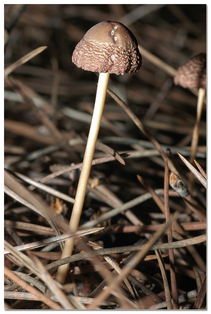 I funghi della Pineta di Procoio