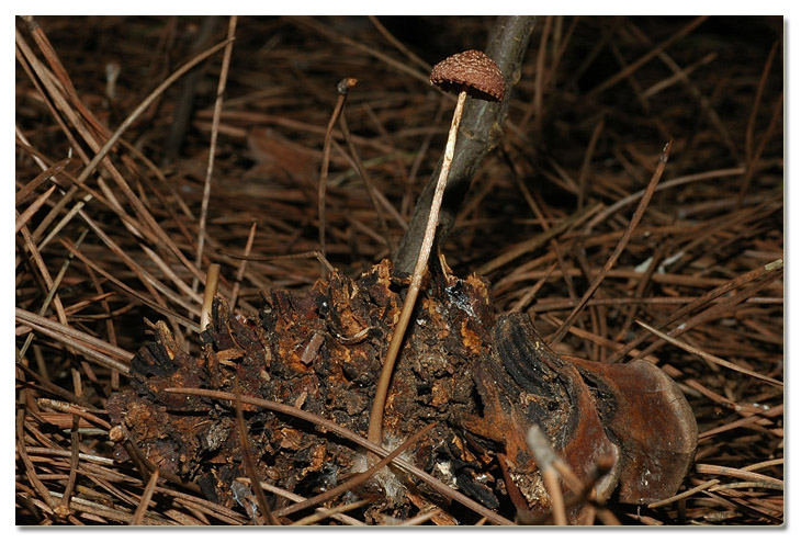 I funghi della Pineta di Procoio