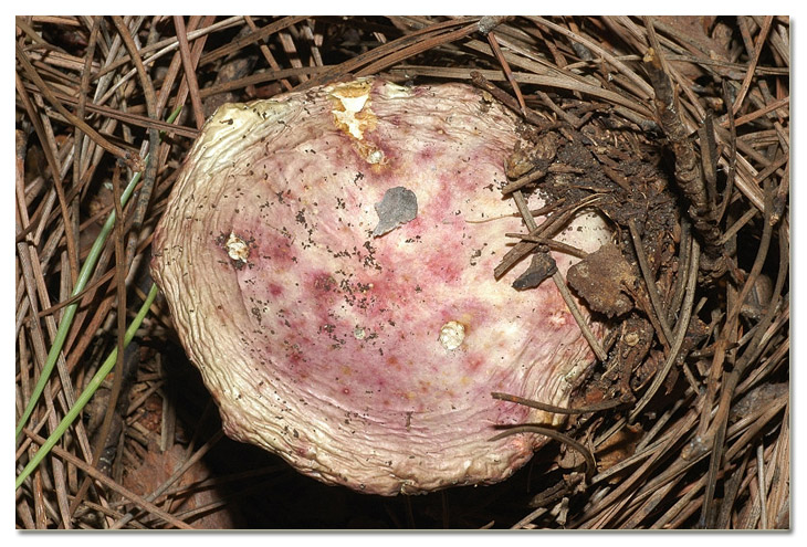 I funghi della Pineta di Procoio