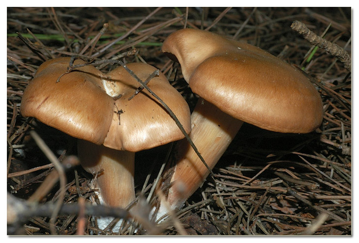 I funghi della Pineta di Procoio