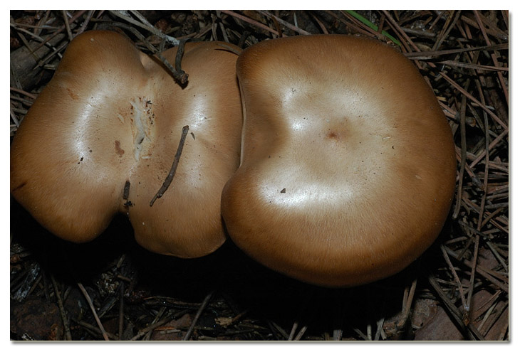 I funghi della Pineta di Procoio