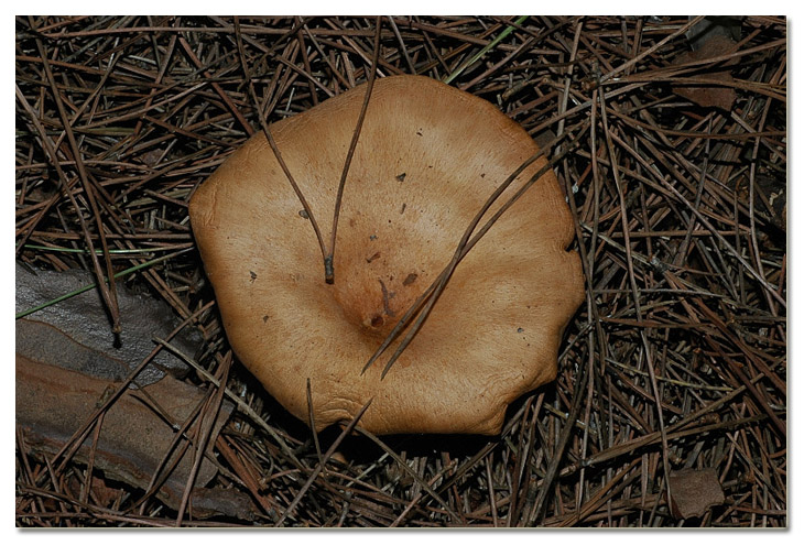 I funghi della Pineta di Procoio