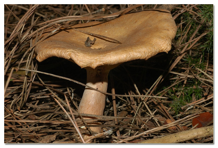 I funghi della Pineta di Procoio