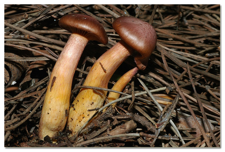 I funghi della Pineta di Procoio