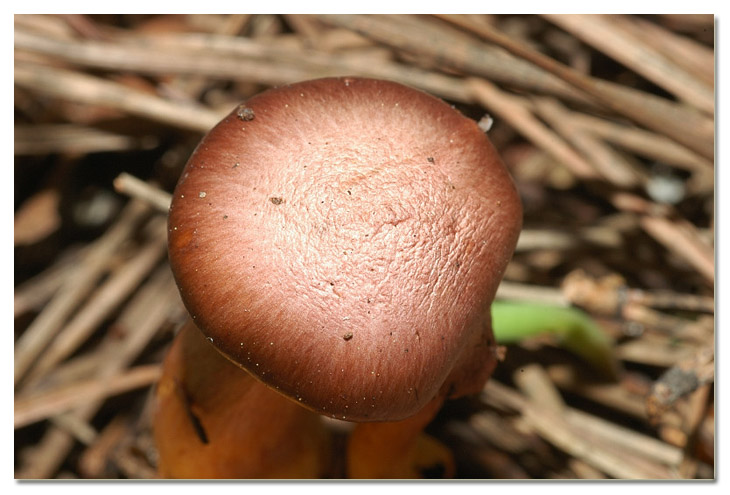 I funghi della Pineta di Procoio