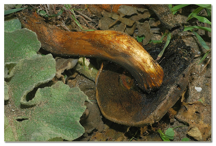 I funghi della Pineta di Procoio