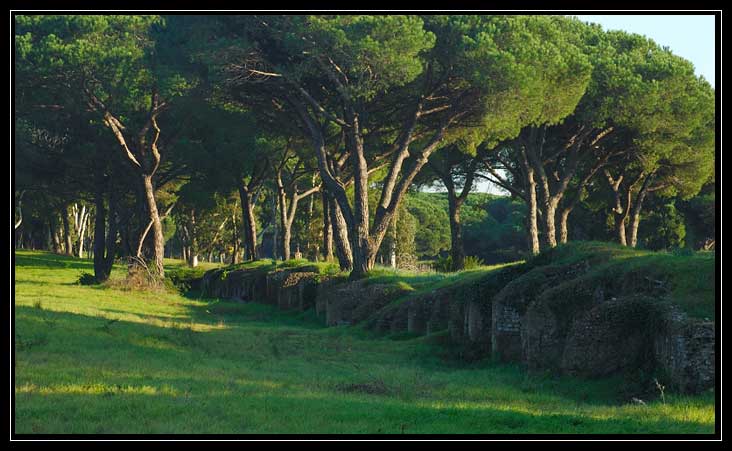 La Pineta di Procoio