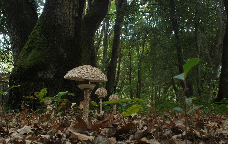 Piccola escursione in bosco di pianura