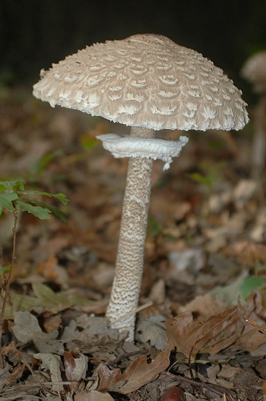 Piccola escursione in bosco di pianura