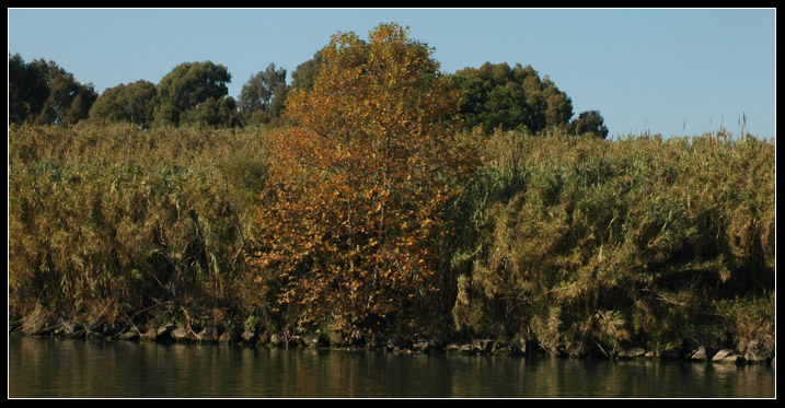 La riva del Tevere