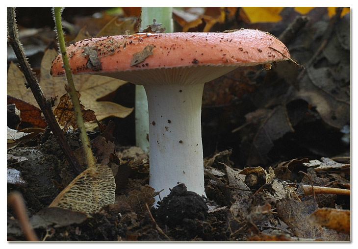 Piccola escursione in bosco di pianura