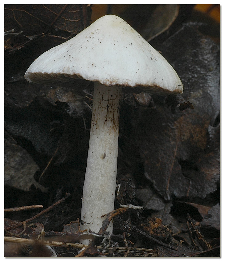 Piccola escursione in bosco di pianura