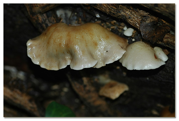 Piccola escursione in bosco di pianura