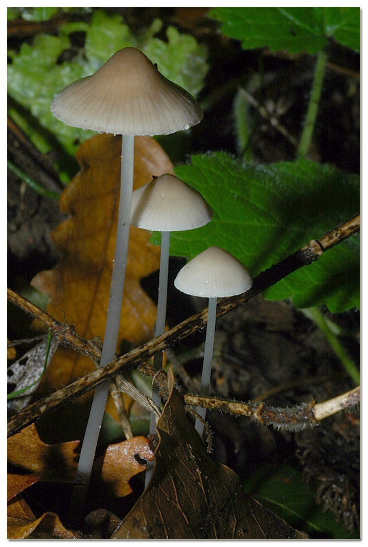 Piccola escursione in bosco di pianura