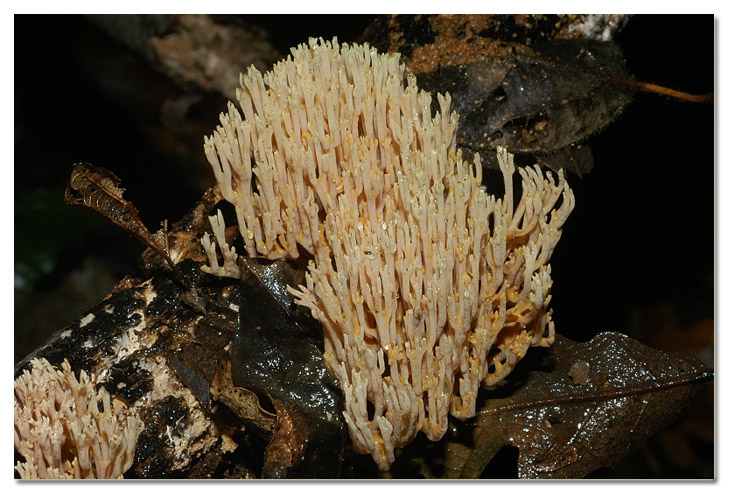 Piccola escursione in bosco di pianura