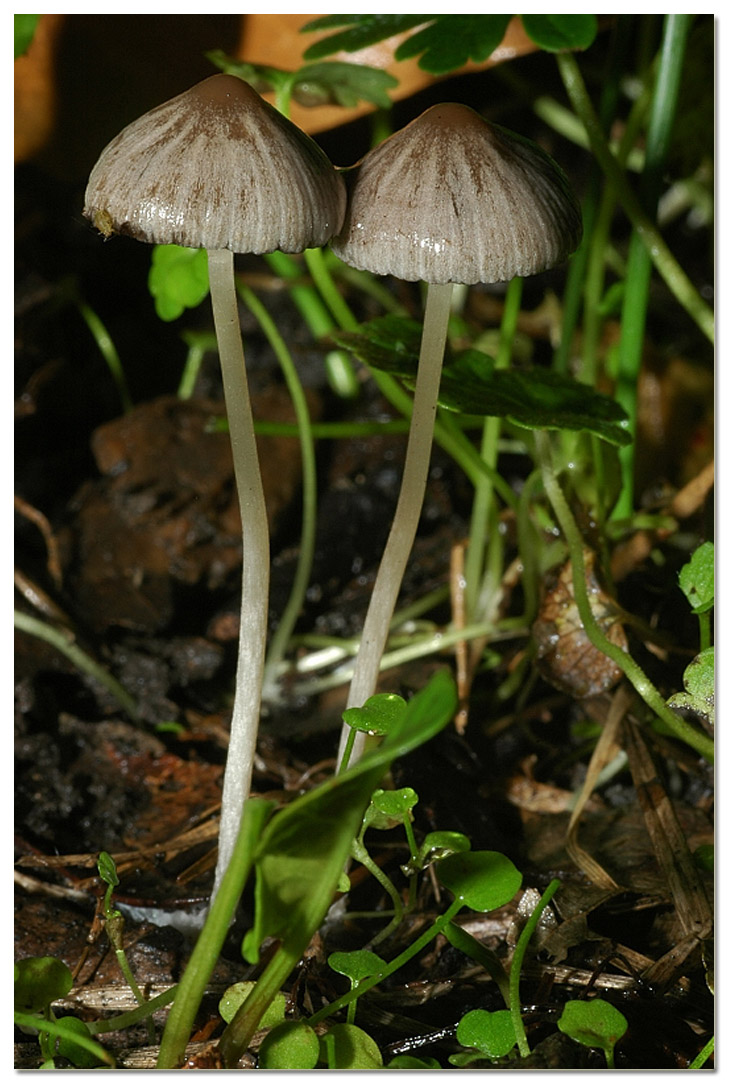 Piccola escursione in bosco di pianura