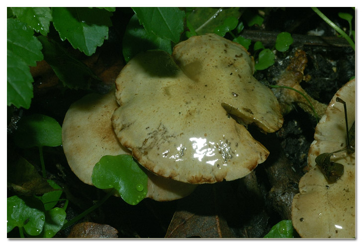 Piccola escursione in bosco di pianura