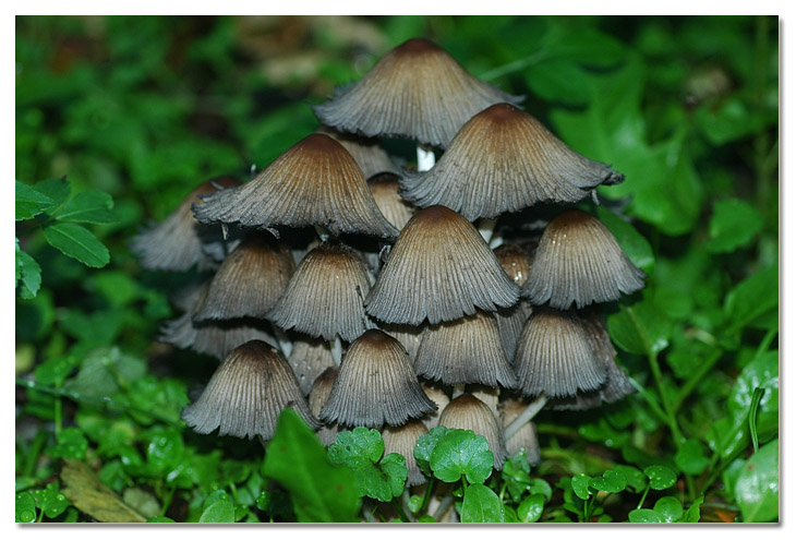 Piccola escursione in bosco di pianura