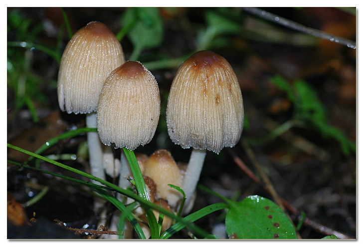 Piccola escursione in bosco di pianura