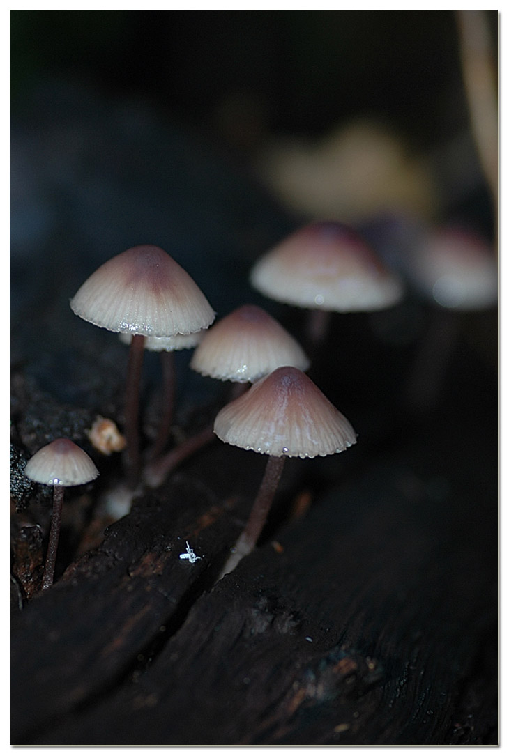 Piccola escursione in bosco di pianura