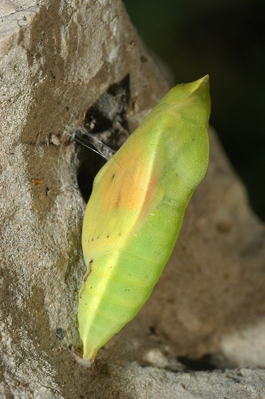 Crisalide di Colias crocea (femmina)