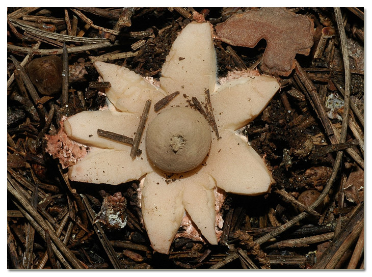 I funghi della Pineta di Procoio