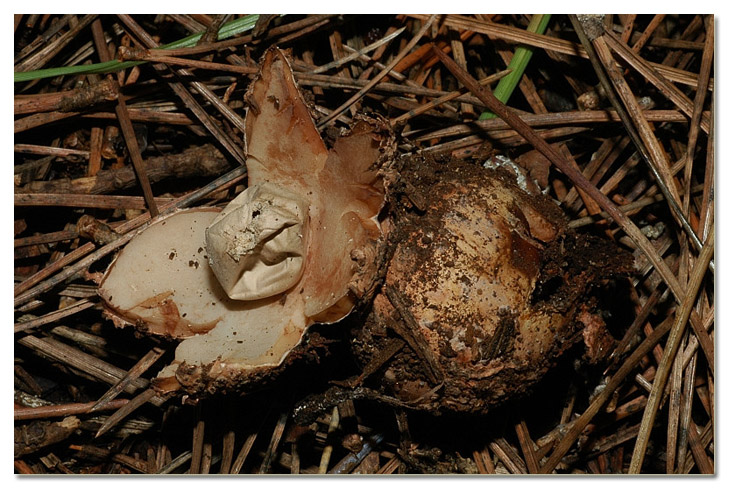 I funghi della Pineta di Procoio