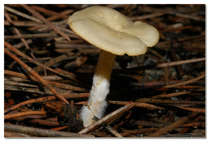 I funghi della Pineta di Procoio