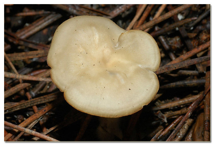 I funghi della Pineta di Procoio