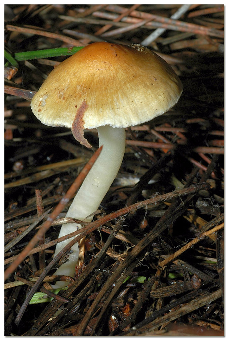 I funghi della Pineta di Procoio