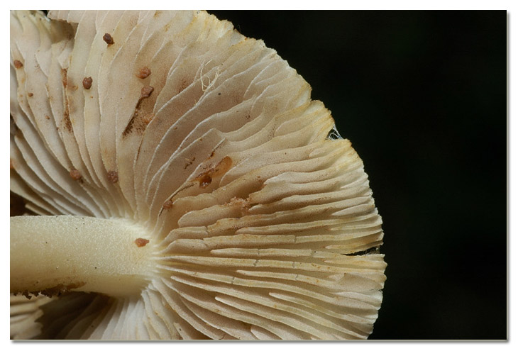 I funghi della Pineta di Procoio