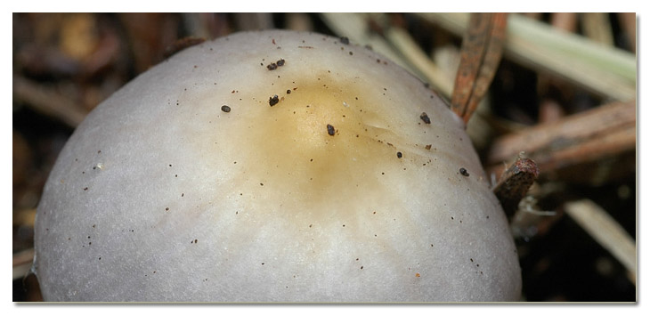 I funghi della Pineta di Procoio