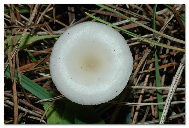 I funghi della Pineta di Procoio