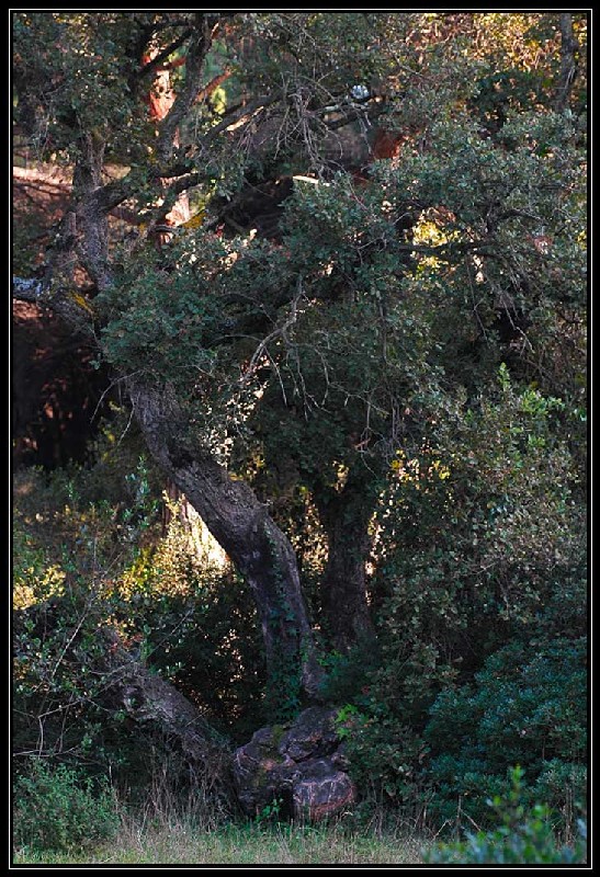 La Pineta di Procoio