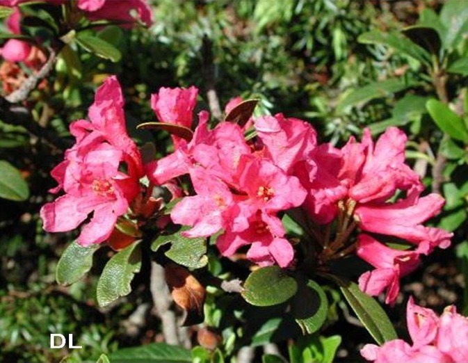 Rhododendron ferrugineum / Rododendro rosso