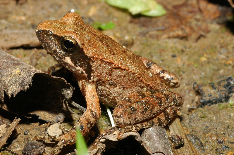 Rana dalmatina