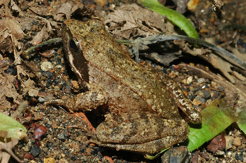 Rana dalmatina