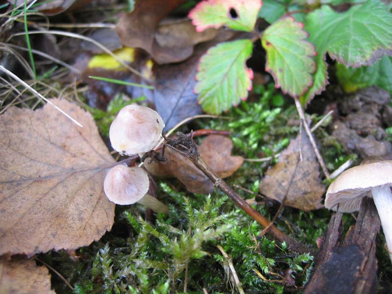 MicoQuiz Funghi Dicembrini (Parte sesta) conclusiva