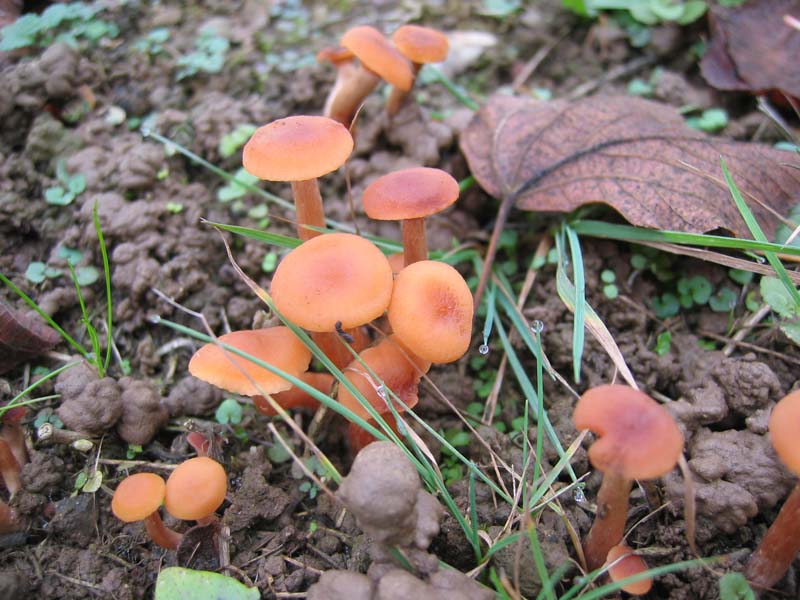 MicoQuiz Funghi Dicembrini (Parte sesta) conclusiva