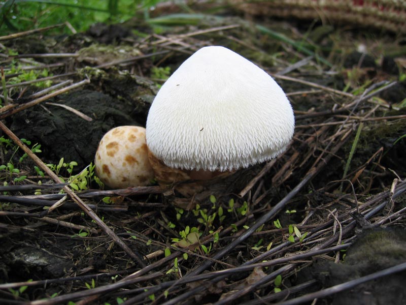 Volvariella bombycina (Schaeff.) Singer