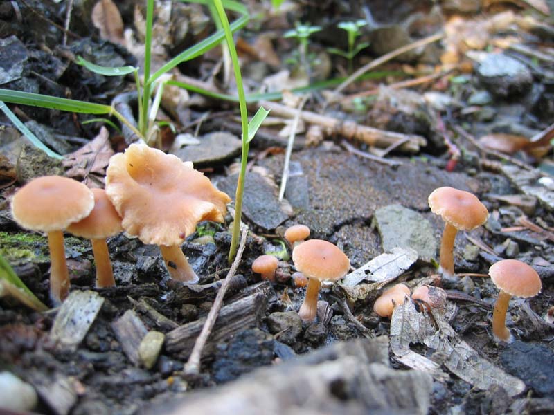 Da determinare (Tubaria romagnesiana parassitata)