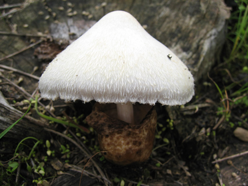 Volvariella bombycina (Schaeff.) Singer