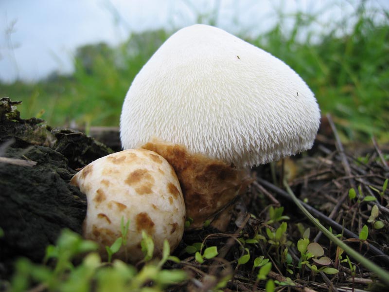 Volvariella bombycina (Schaeff.) Singer