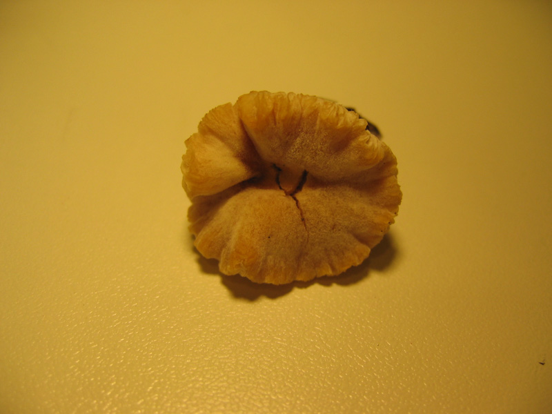 Da determinare (Tubaria romagnesiana parassitata)