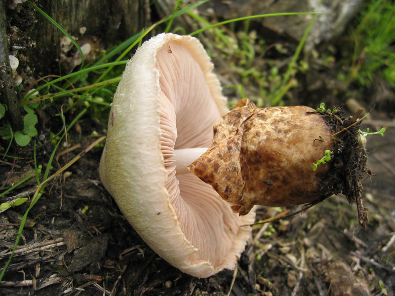 Volvariella bombycina (Schaeff.) Singer