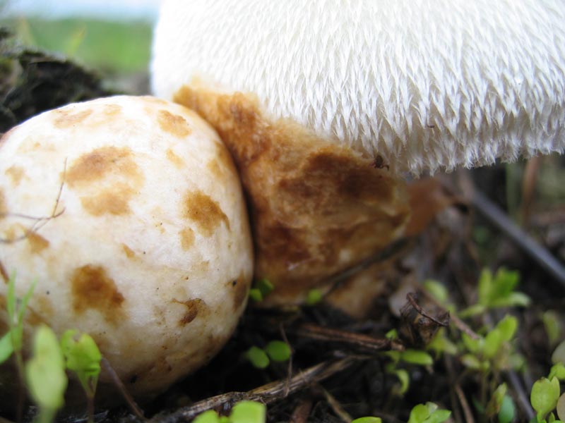 Volvariella bombycina (Schaeff.) Singer