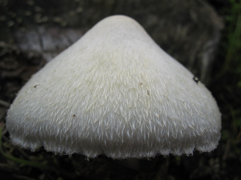 Volvariella bombycina (Schaeff.) Singer