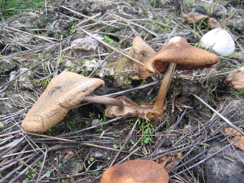 Volvariella bombycina (Schaeff.) Singer